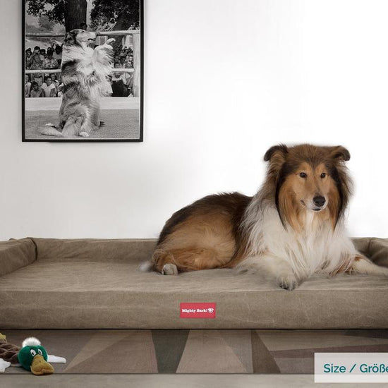 The Bench Orthopedic Memory Foam Dog Bed - Canvas Earth 02