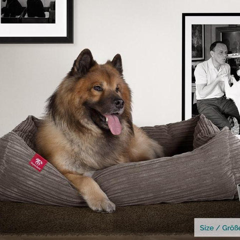 Designed for dogs who have a penchant for human beds. 